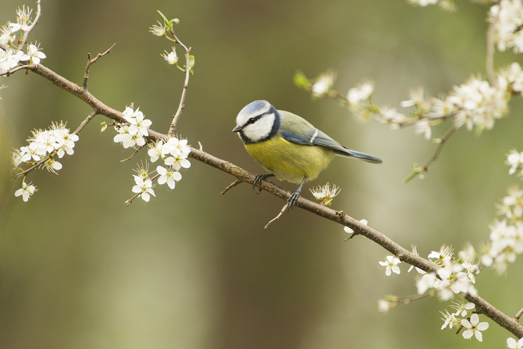 Open Erf op 23 mei bij biodiversiteitsambassadeur